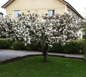 (berglofs)11276331 462231740612818 644162984 n